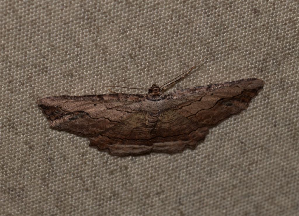 Geometridae da ID.